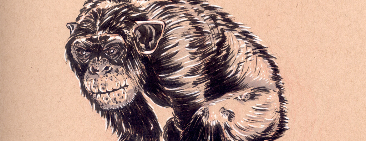 Sketching Chimpanzees - Feature Cover- by Joseph Pedroza | JosephPedroza.Com