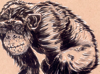 Sketching Chimpanzees - Feature Cover- by Joseph Pedroza | JosephPedroza.Com