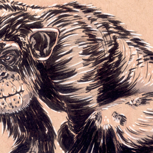 Sketching Chimpanzees - Feature Cover- by Joseph Pedroza | JosephPedroza.Com