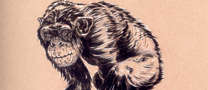 Sketching Chimpanzees - Feature Cover- by Joseph Pedroza | JosephPedroza.Com