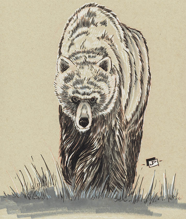 Grizzly Sketch - Gallery of Sketchbook Sketches, Illustrations, Drawings, Digital Illustrations - Drawing on Toned Paper - by Joseph Pedroza | JosephPedroza.Com